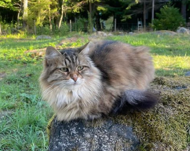 Sibirisk katt Juliet